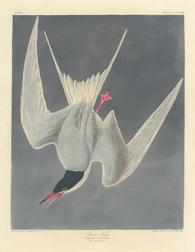 Great Tern by Robert Havell after John James Audubon