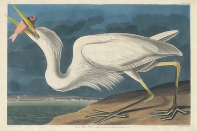 Great White Heron by Robert Havell after John James Audubon
