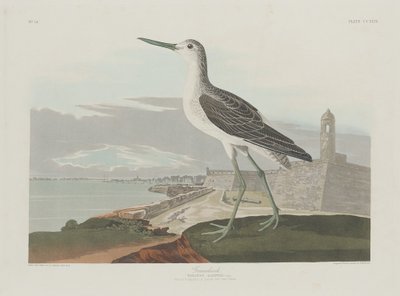 Greenshank by Robert Havell after John James Audubon