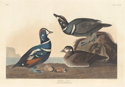 Harlequin Duck by Robert Havell after John James Audubon