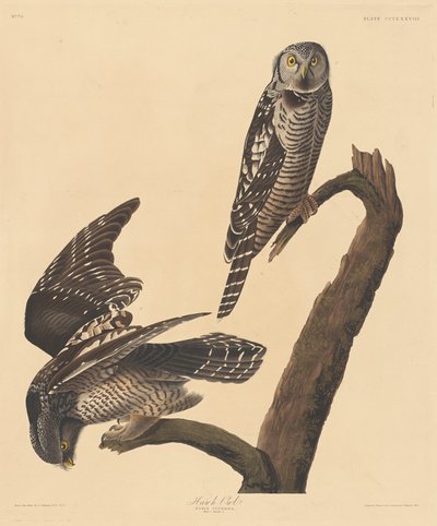 Hawk Owl by Robert Havell after John James Audubon