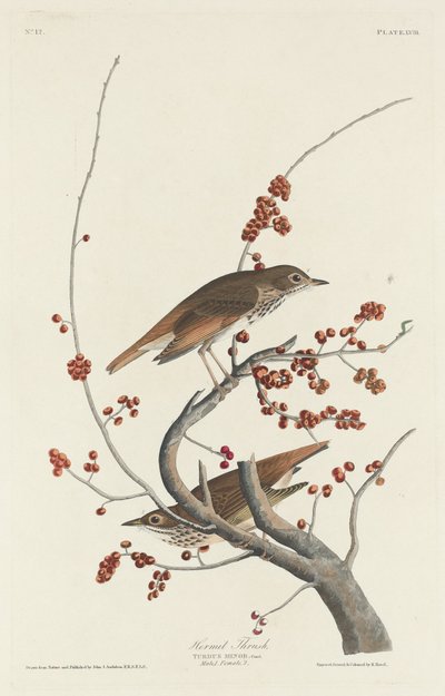 Hermit Thrush by Robert Havell after John James Audubon