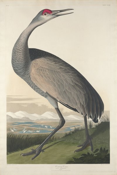 Hooping Crane by Robert Havell after John James Audubon