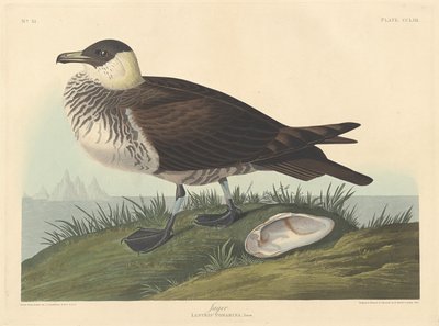 Hunter by Robert Havell after John James Audubon