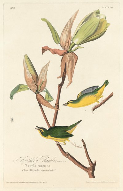 Kentucky Warbler by Robert Havell after John James Audubon