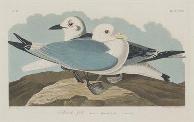 Kittiwake Gull by Robert Havell after John James Audubon