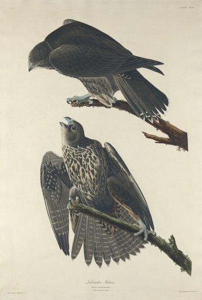 Labrador Falcon by Robert Havell after John James Audubon