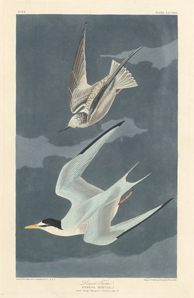 Lesser Tern by Robert Havell after John James Audubon