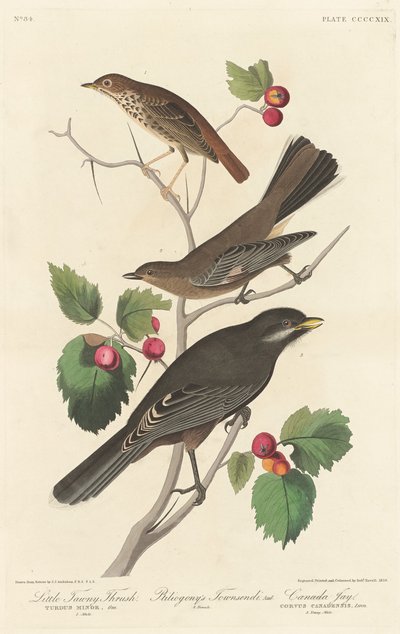 Little Tawny Thrush by Robert Havell after John James Audubon