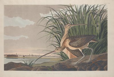 Long-billed Curlew by Robert Havell after John James Audubon