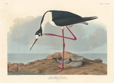 Long-legged Avocet by Robert Havell after John James Audubon