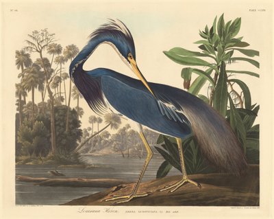 Louisiana Heron by Robert Havell after John James Audubon