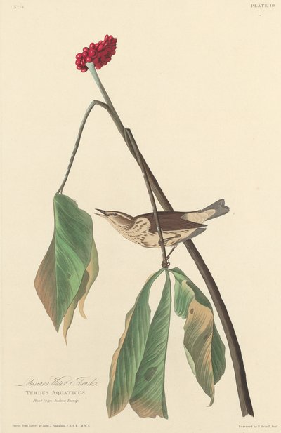 Louisiana Water Thrush by Robert Havell after John James Audubon
