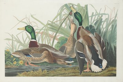 Mallard Duck by Robert Havell after John James Audubon