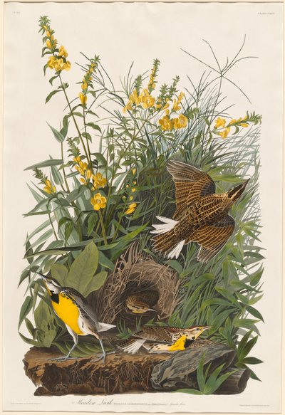 Meadow Lark by Robert Havell after John James Audubon