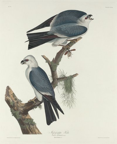 Mississippi Kite by Robert Havell after John James Audubon