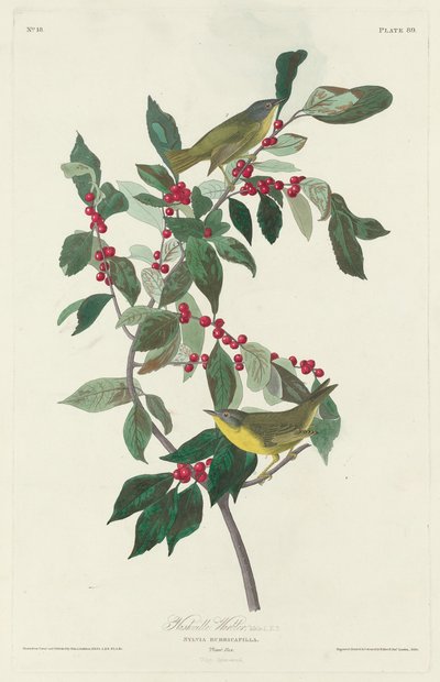 Nashville Warbler by Robert Havell after John James Audubon