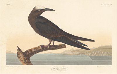 Noddy Tern by Robert Havell after John James Audubon