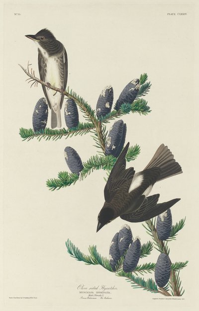 Olive-sided Flycatcher by Robert Havell after John James Audubon