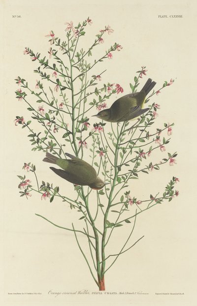 Orange-crowned Warbler by Robert Havell after John James Audubon