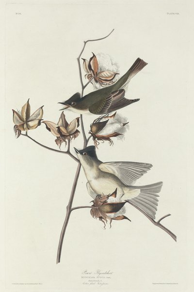 Pewit Flycatcher by Robert Havell after John James Audubon