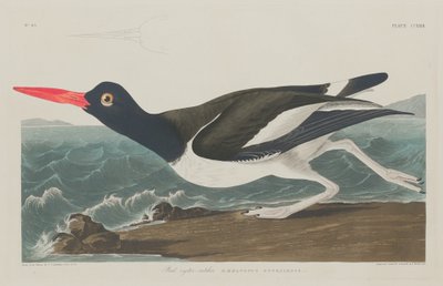 Pied Oyster-Catcher by Robert Havell after John James Audubon