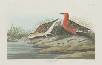 Pigmy Curlew by Robert Havell after John James Audubon