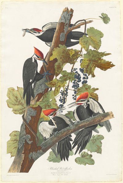 Pileated Woodpecker by Robert Havell after John James Audubon