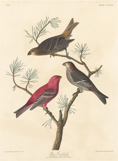 Pine Grosbeak by Robert Havell after John James Audubon