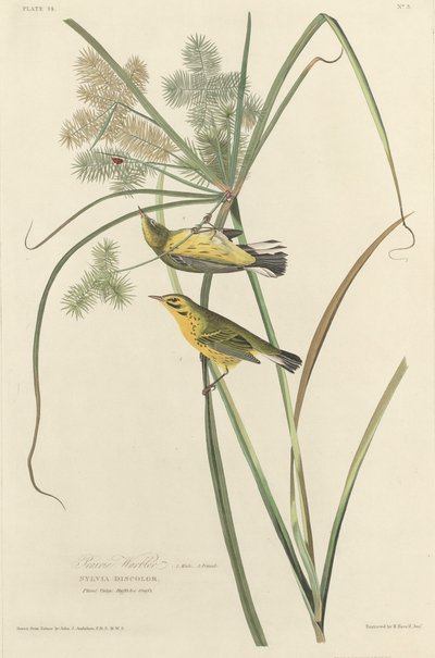 Prairie Warbler by Robert Havell after John James Audubon