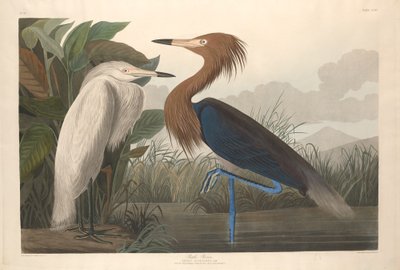 Purple Heron by Robert Havell after John James Audubon