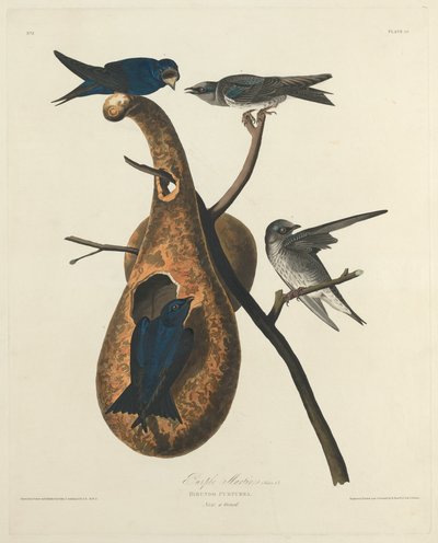 Purple Martin by Robert Havell after John James Audubon