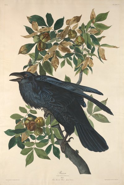 Raven by Robert Havell after John James Audubon