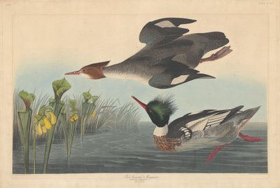 Red-breasted Merganser by Robert Havell after John James Audubon