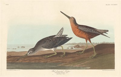 Red-breasted Snipe by Robert Havell after John James Audubon