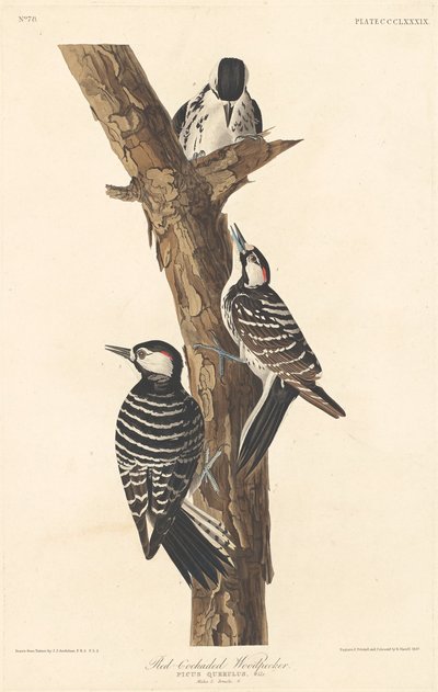 Red-cockaded Woodpecker by Robert Havell after John James Audubon