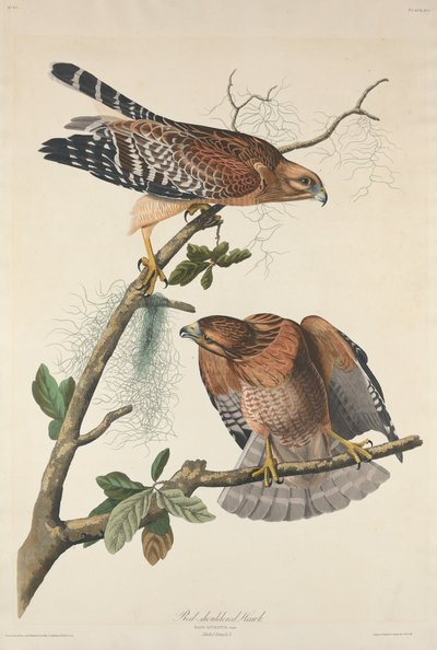Red-shouldered Hawk by Robert Havell after John James Audubon