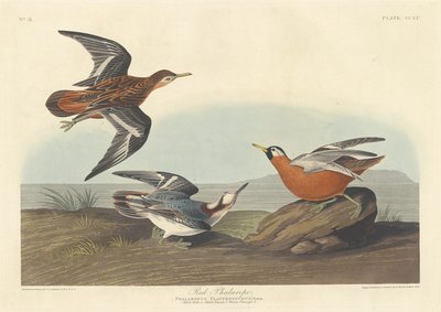 Red Phalarope by Robert Havell after John James Audubon