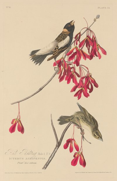 Rice Bunting by Robert Havell after John James Audubon