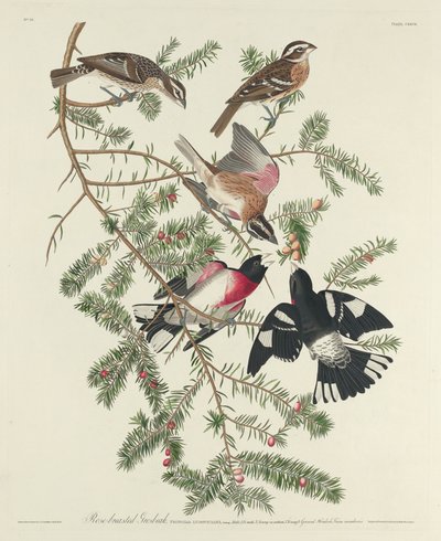 Rose-breasted Grosbeak by Robert Havell after John James Audubon