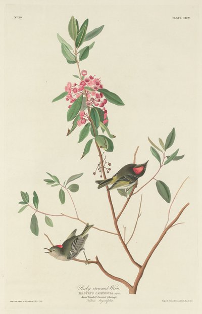 Ruby-crowned Wren by Robert Havell after John James Audubon