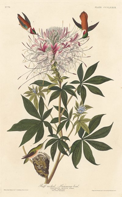 Ruff-necked Humming-bird by Robert Havell after John James Audubon