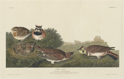 Shore Lark by Robert Havell after John James Audubon