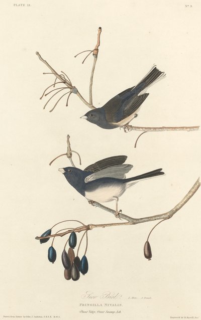 Snow-Bird by Robert Havell after John James Audubon