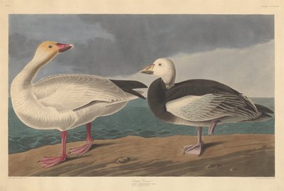 Snow Goose by Robert Havell after John James Audubon