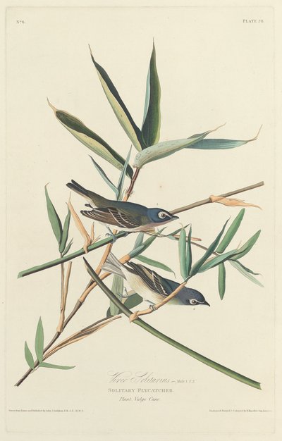 Solitary Flycatcher by Robert Havell after John James Audubon