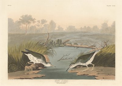 Spotted Sandpiper by Robert Havell after John James Audubon