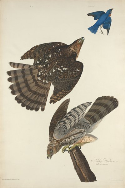 Stanley Hawk by Robert Havell after John James Audubon