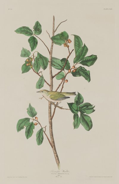 Tennessee Warbler by Robert Havell after John James Audubon