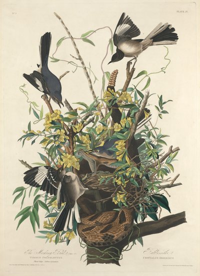 The Mocking Bird by Robert Havell after John James Audubon